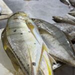 Fresh Vatta Fish - Image 2