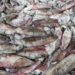 Fresh Squid