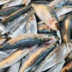 Fresh Sardines fish
