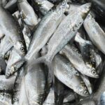 Fresh Milk Fish