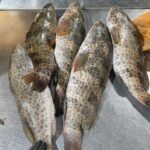 Fresh Hamuor BH