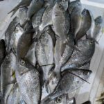 Fresh Silverfish