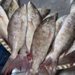 Fresh Sheri Fish