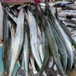 Fresh Needlefish