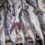 Fresh catfish