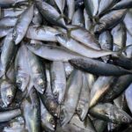 Mackerel Fish Small