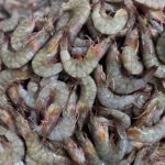 Prawns fresh medium size