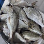 Fresh Silverfish