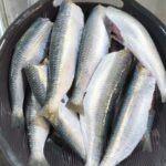 Sardines fish big saiz