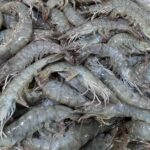 Prawns fresh big saiz