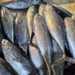 Fresh Tuna Fish
