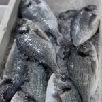 Fresh Seabrem fish