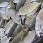 Trevally Small
