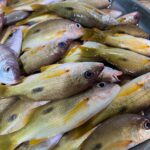 Fresh Naiser Fish