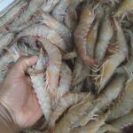 Fresh Prawns 20/30 Saiz
