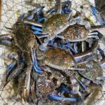 Fresh Crabs 6/7 PSC
