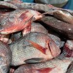 tilapia fresh - Image 2