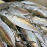 Mackerel Fish Big