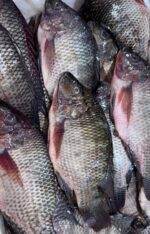 tilapia fresh