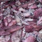 Squid fresh