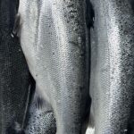 Salmon Fresh