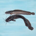 Cat Fish Whole
