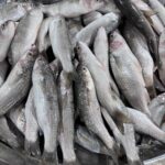 Fresh Mullet Fish