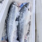 Fresh Salmon Fish