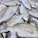 Fresh Sheri Fish
