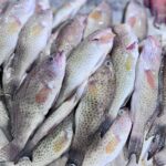 fresh Surman fish