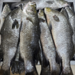 Seabass fish