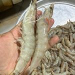 Prawns big size