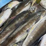 MODA fish