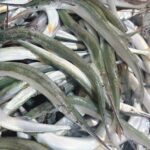 Garfish