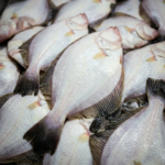 Flatfish