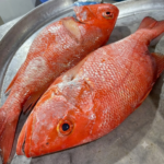 Red Snapper