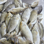 Safi fish