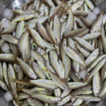 Yellowstripe Scads fish