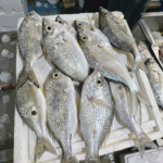Silver biddy fish