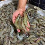 Prawns medium size