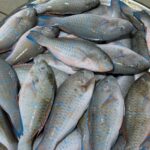 Scarus spp