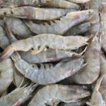 Prawns fresh Medium Saiz