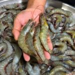 prawns fresh medium size