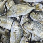Silver Fish