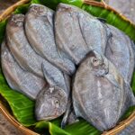 Black Pomfret